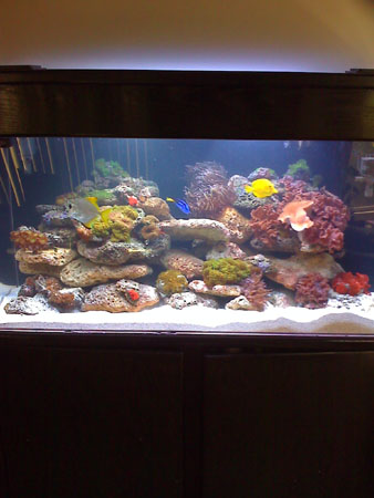 90 gallon Reef